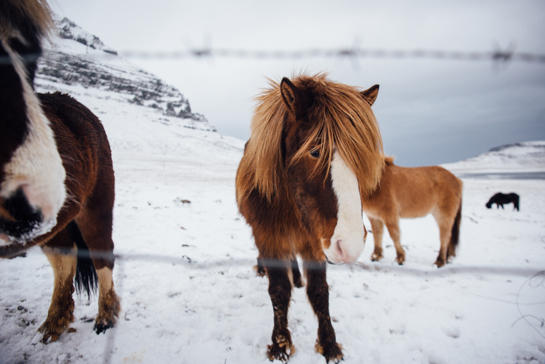Iceland – Kirkjufell mountain and waterfall and horses. Trip to Iceland with Katie and Holly 1/1-1/7.