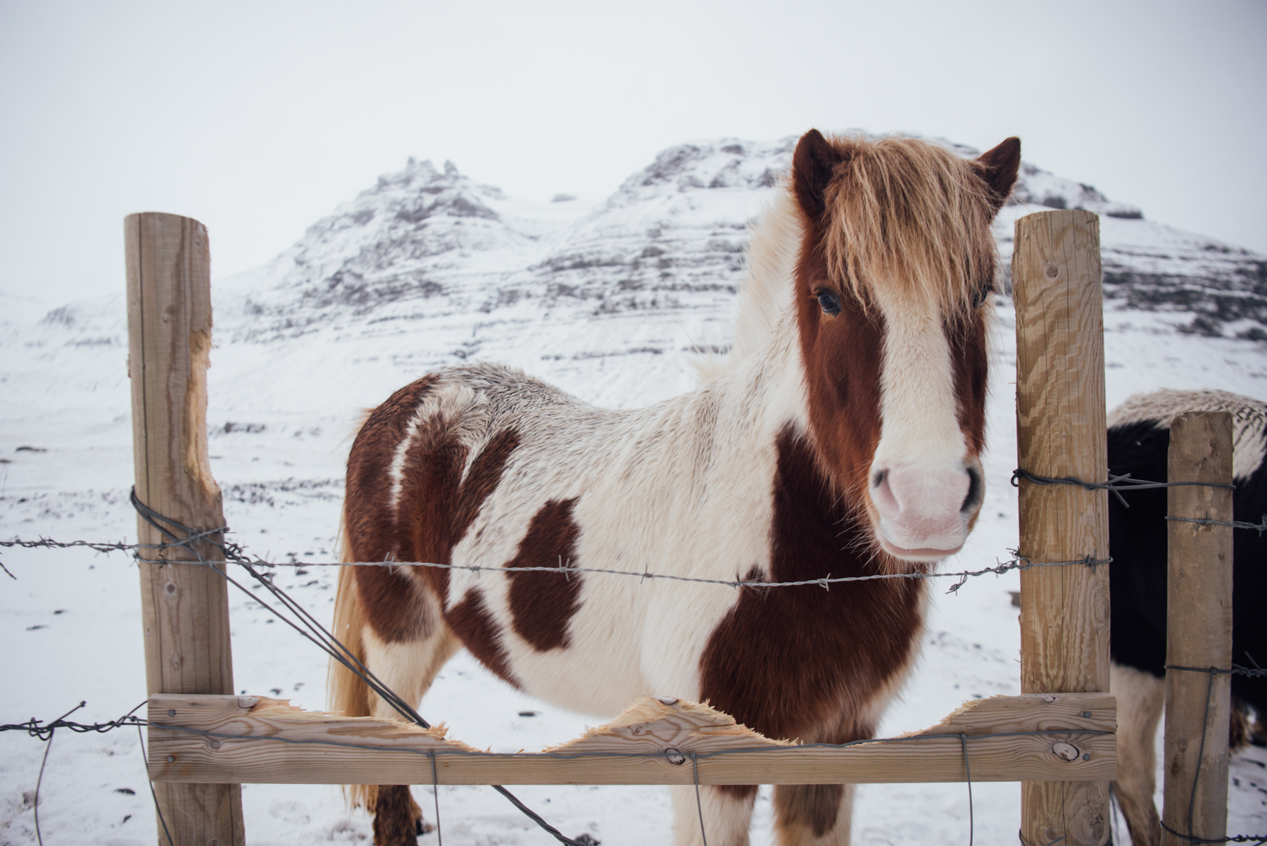 Iceland – Kirkjufell mountain and waterfall and horses. Trip to Iceland with Katie and Holly 1/1-1/7.